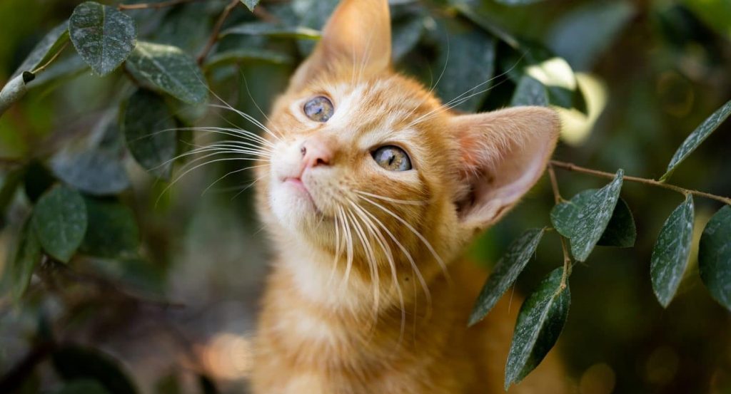 Kissa-kissat-lemmikkitarvikkeet-netista-lemmikkitarvikeverkkokauppa-lemmikkitarvikekauppa-lemmikkitarvike-yugie