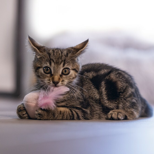 Kissan-lelut-Beeztees-rizo-pallo-vaaleanpunainen-kissanpennun-lelut-lemmikkitarvikkeet-lemmikkitarvike-yugie-lemmikkitarvikkeet-lemmikkitarvike-yugie