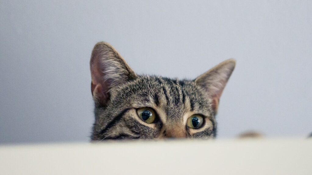 Kissa kurkistaa pöydän takaa