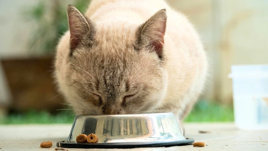 kissan ruokinta - kissa syömässä kuivaruokaa